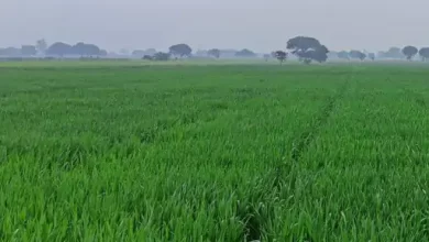 Photo of धार में मौसम का बदलाव धूंध से हुई सुबह की शुरुआत, कृषि वैज्ञानिक का दावा-गेंहू और चने की फसल को होगा फायदा